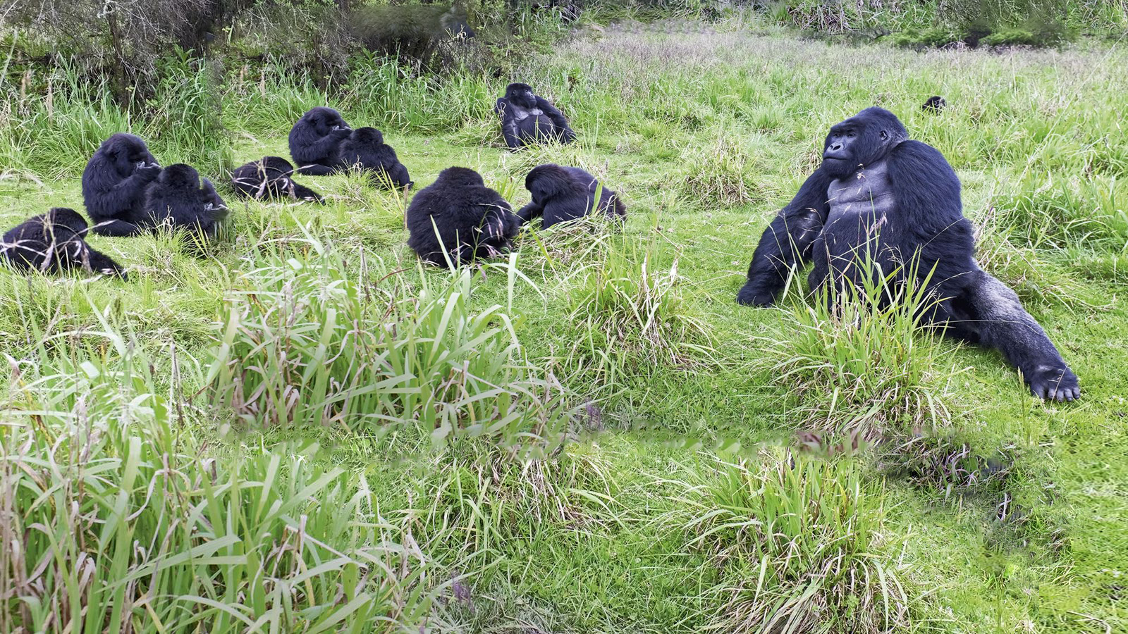 10 Day Rwanda’s Great Ape Expedition