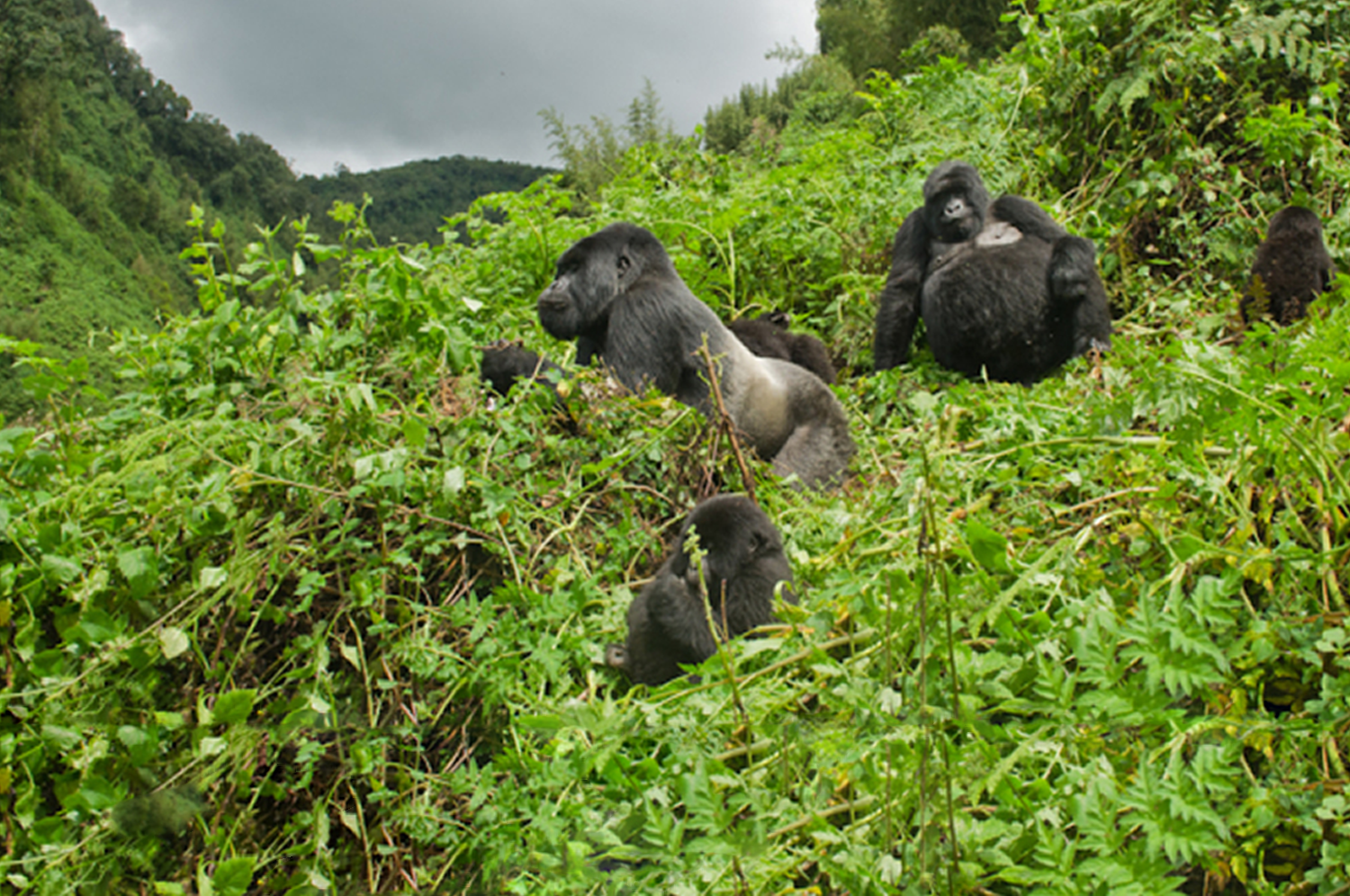 10 Days Uganda Gorilla Trekking Adventure