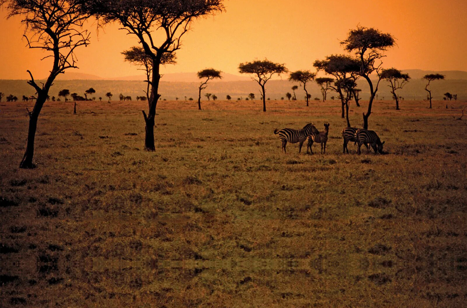 10 Days Kenyan Savannah Safari