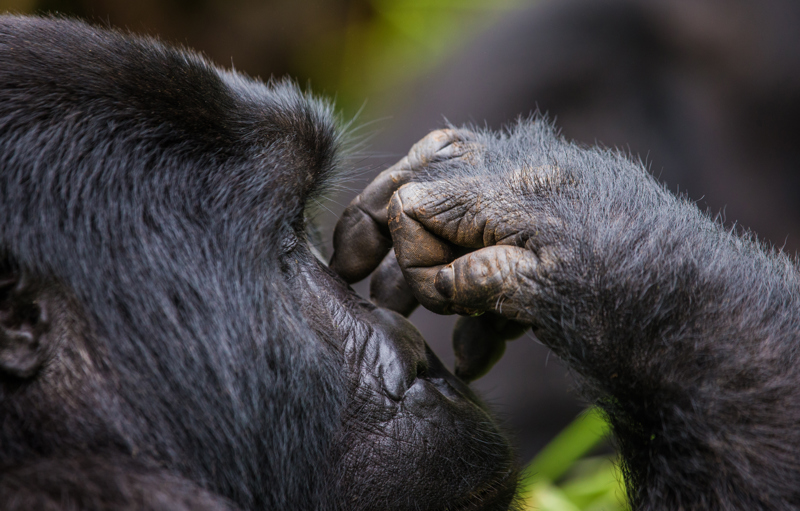 Gorilla and Chimpanzee Trekking in Uganda