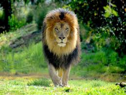 TOP 10 FACTS ABOUT LIONS