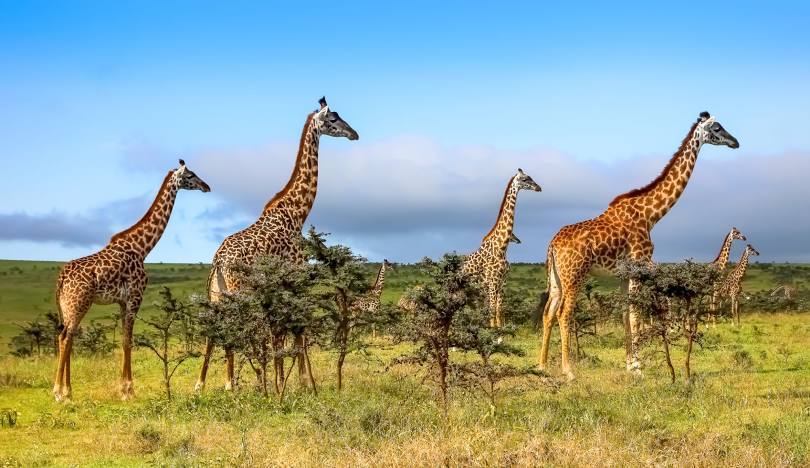 10 Little Known Facts about the Serengeti National Park